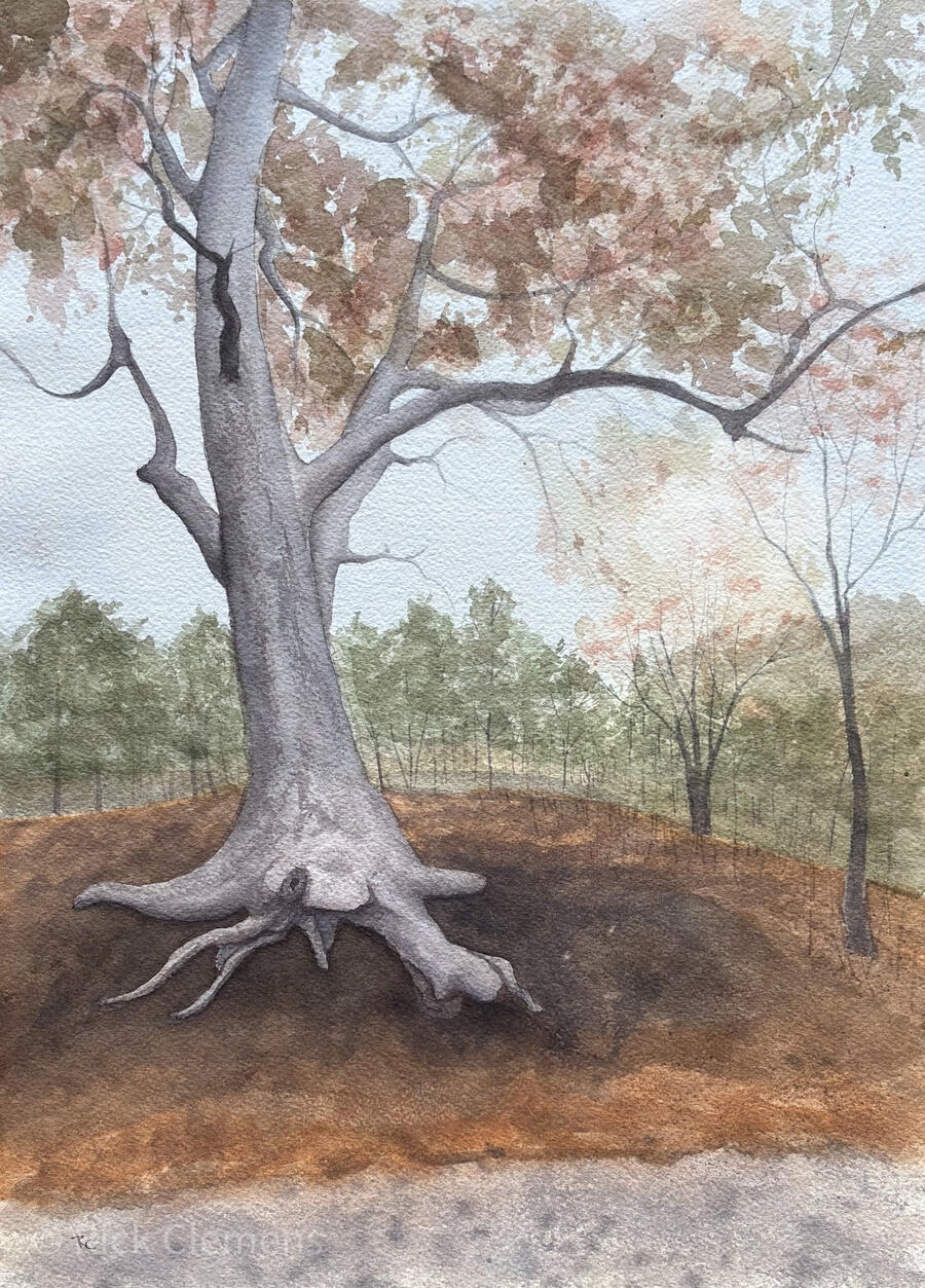 The Octopus Oak "The Octopus Oak" – original watercolor painting of a large oak tree with dramatic exposed roots and sweeping branches in autumn foliage, by Rick Clemens