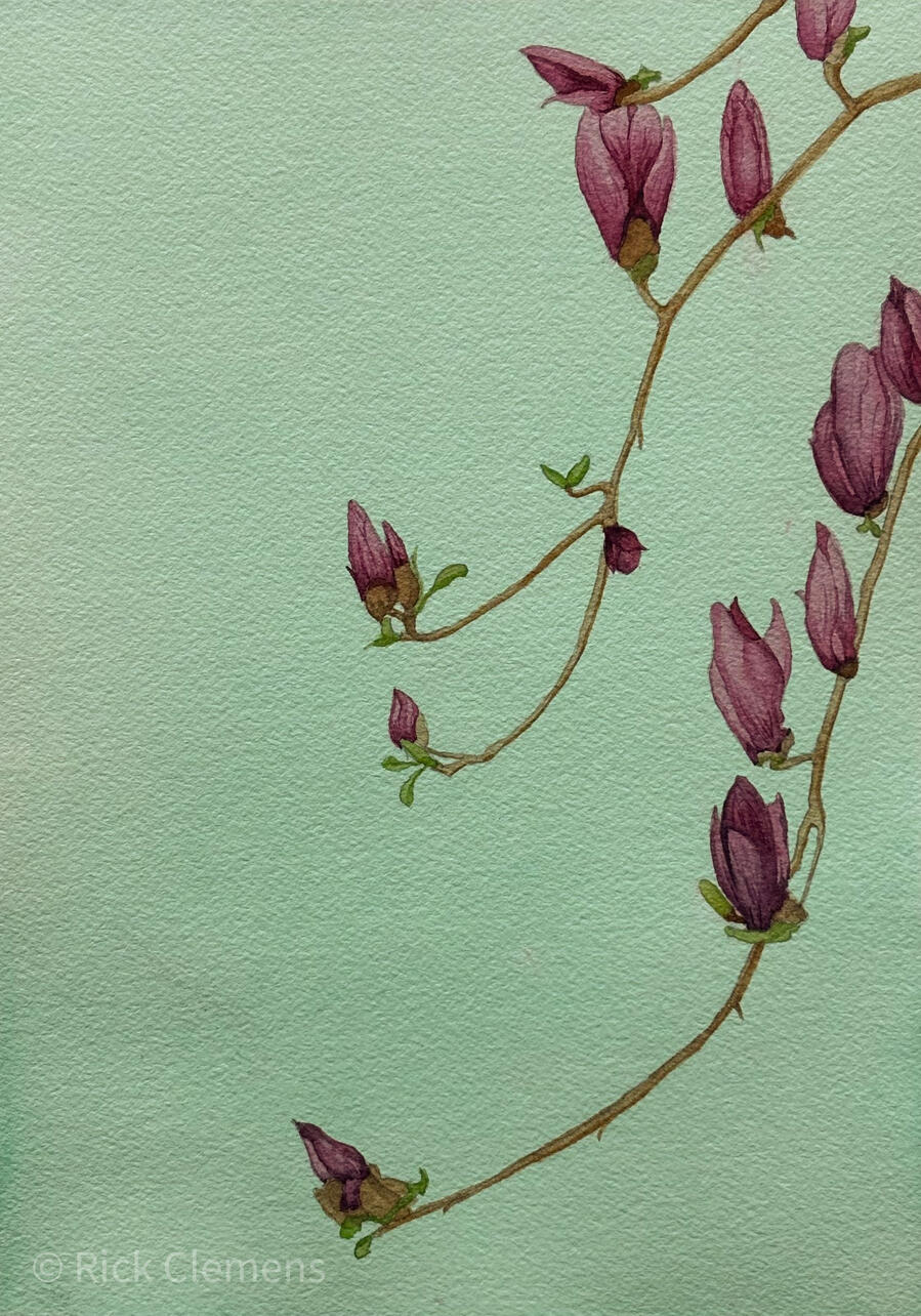 Early Magnolia "Early Magnolia" – original watercolor painting of purple magnolia buds on bare branches against a soft mint green background, by Rick Clemens